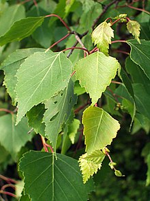 Annexe Betula Pendula 2.jpg