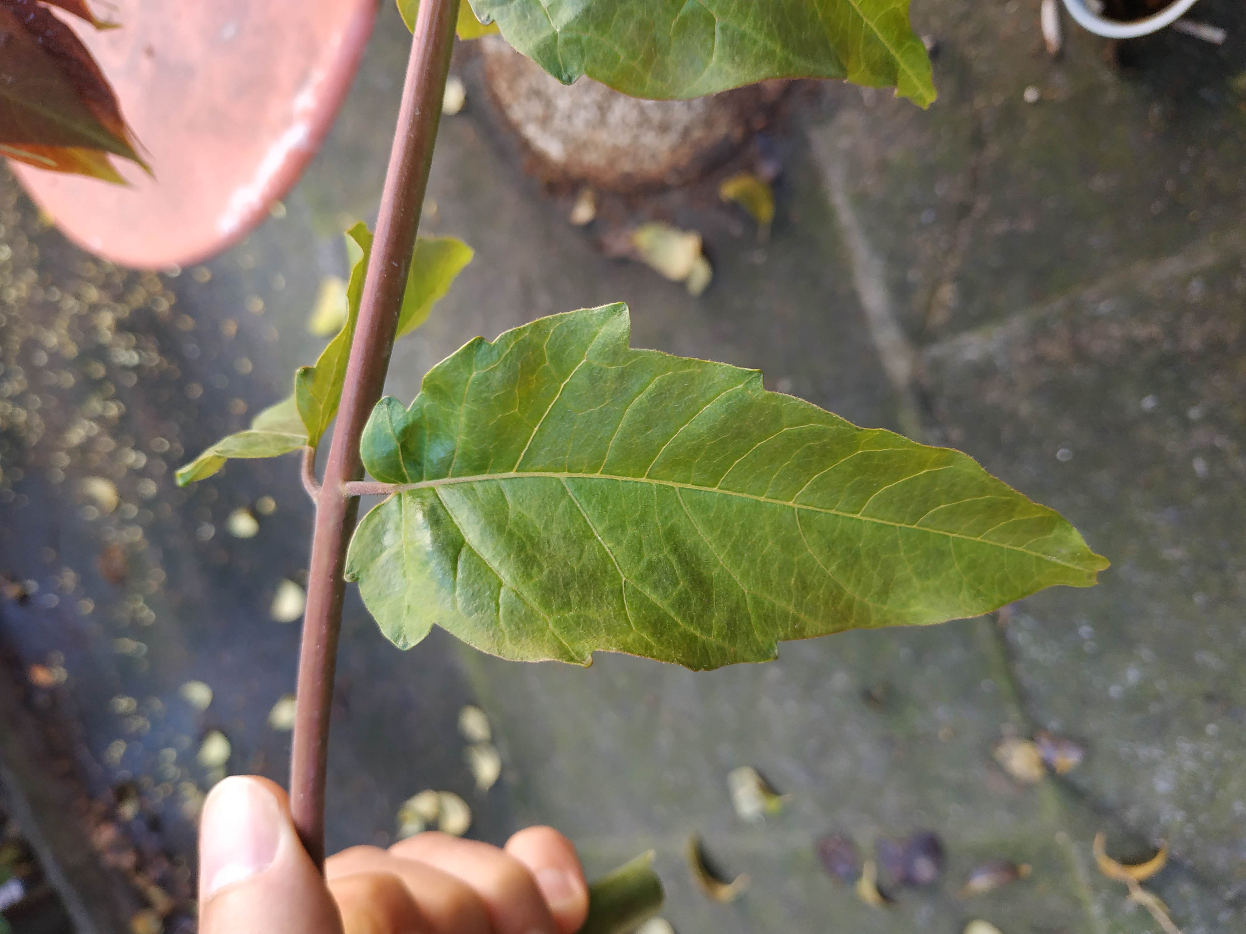 Annexe IMG_20200423_112521.jpg