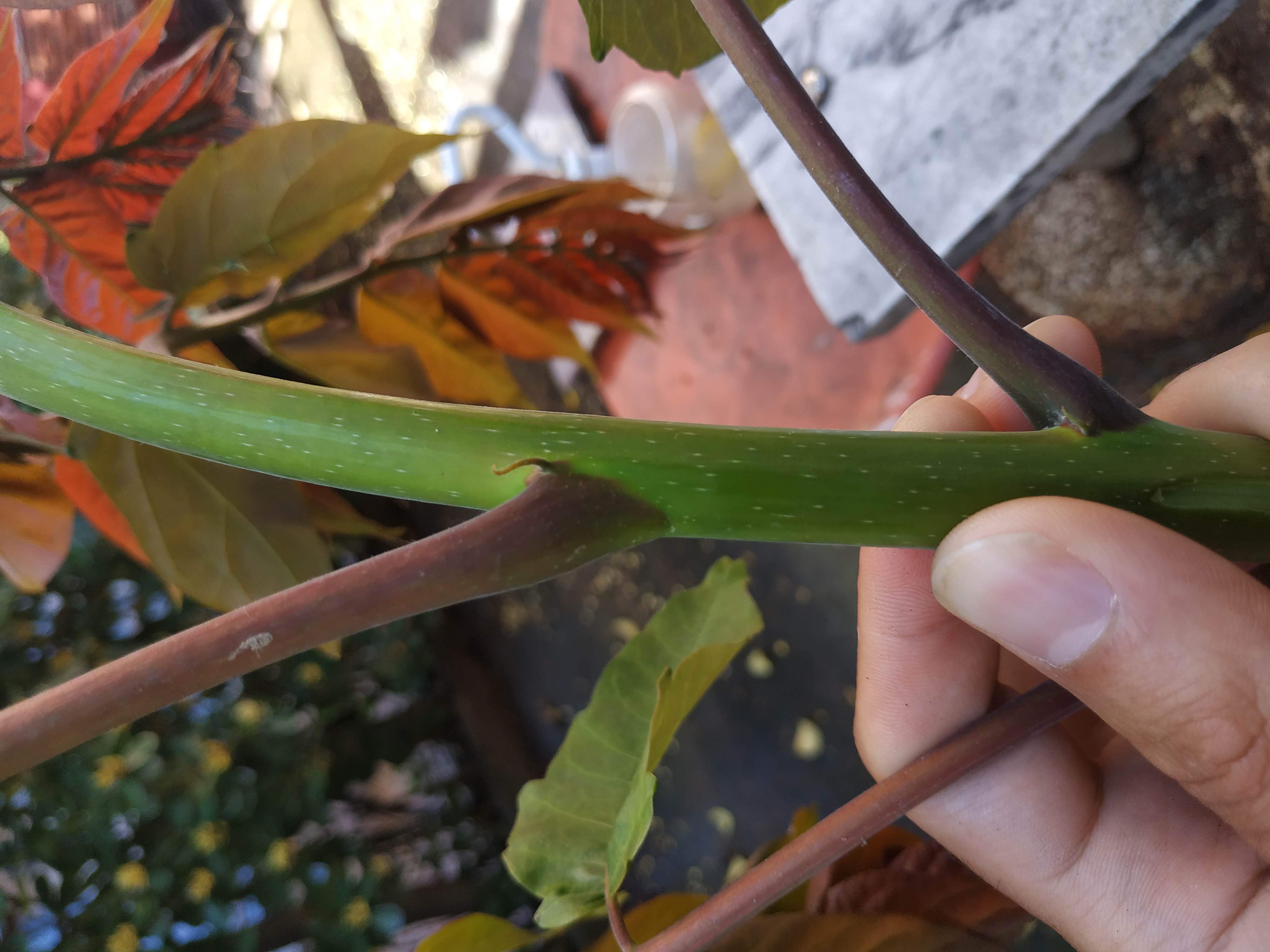 Annexe IMG_20200423_112559.jpg