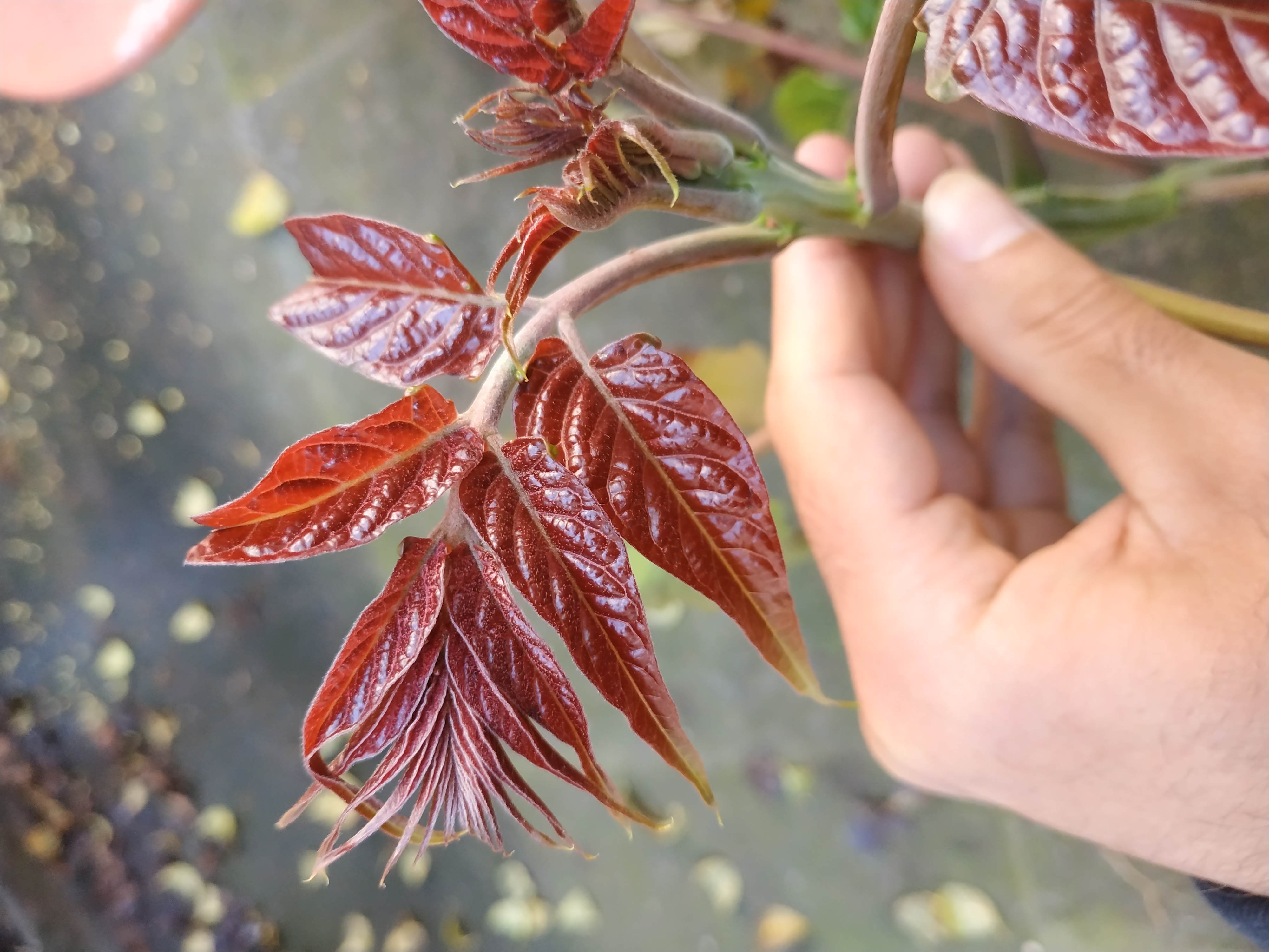 Annexe IMG_20200423_114706.jpg