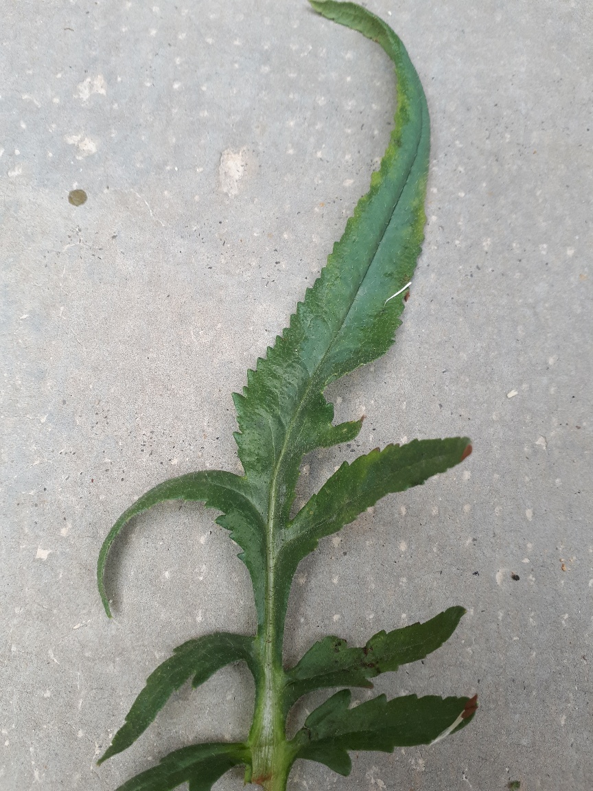 Annexe 20200423_120052_resized.jpg