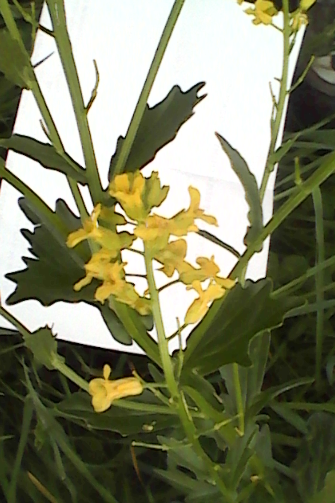 Annexe IMG_20200420_094624.jpg