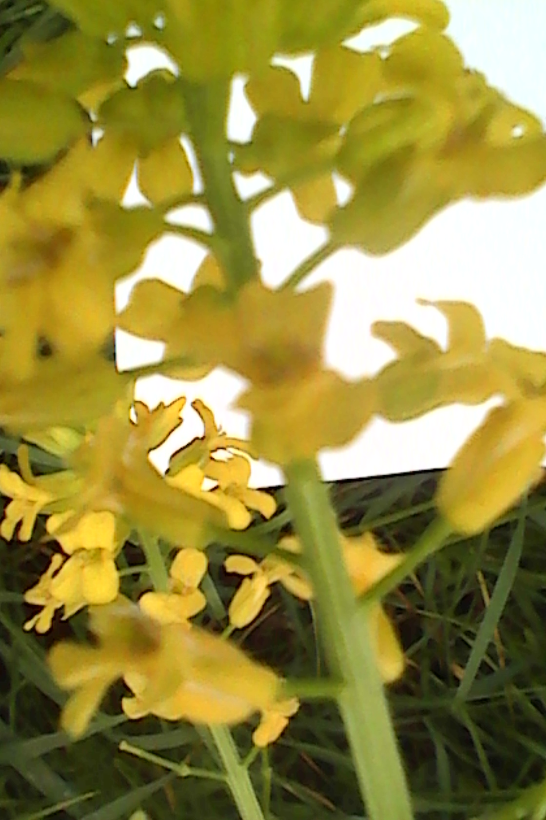 Annexe IMG_20200420_094645.jpg