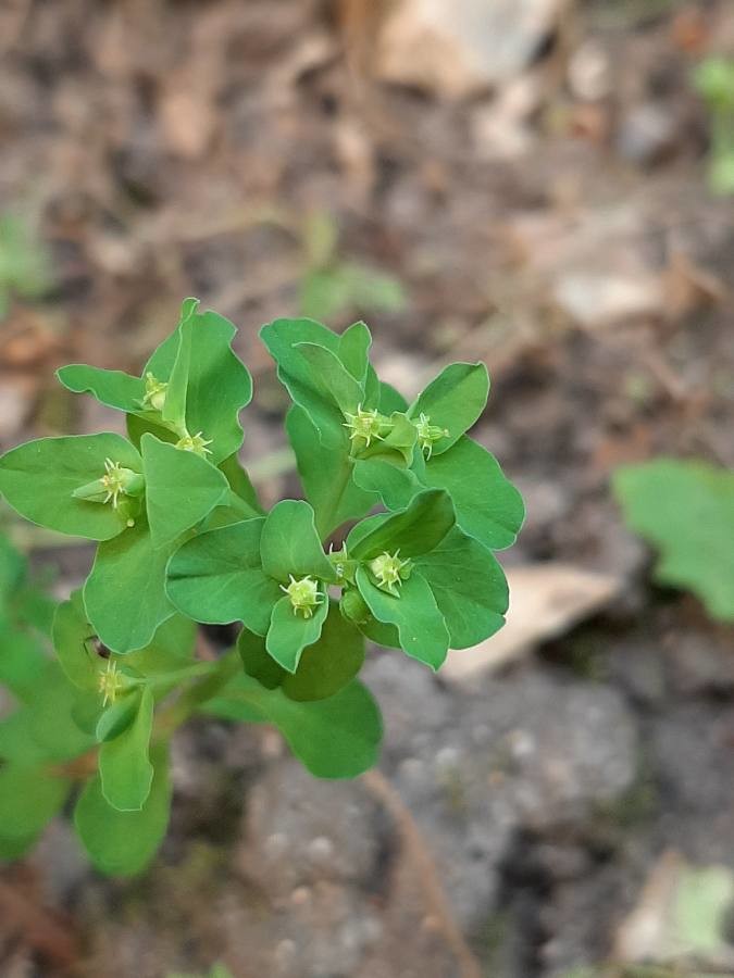 Annexe Observation des feuilles.jpg