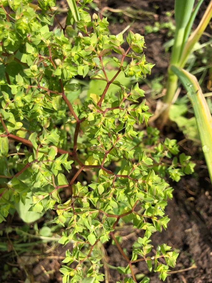 Annexe Vue d’ensemble .jpg