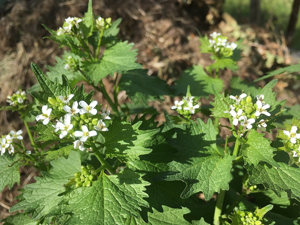 Annexe Alliaire officinale en fleur (18-04-2020).jpg