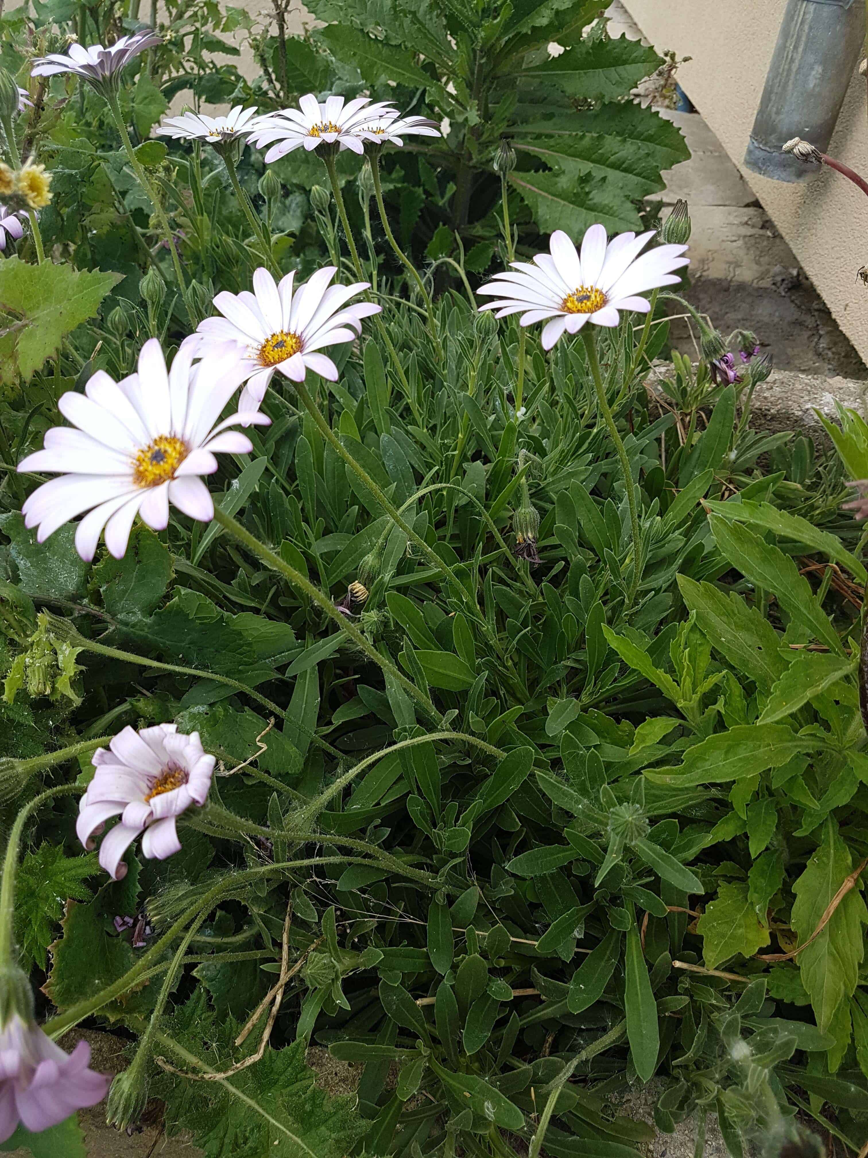 Annexe 94287281_243925103355801_2490765695181127680_n (1).jpg