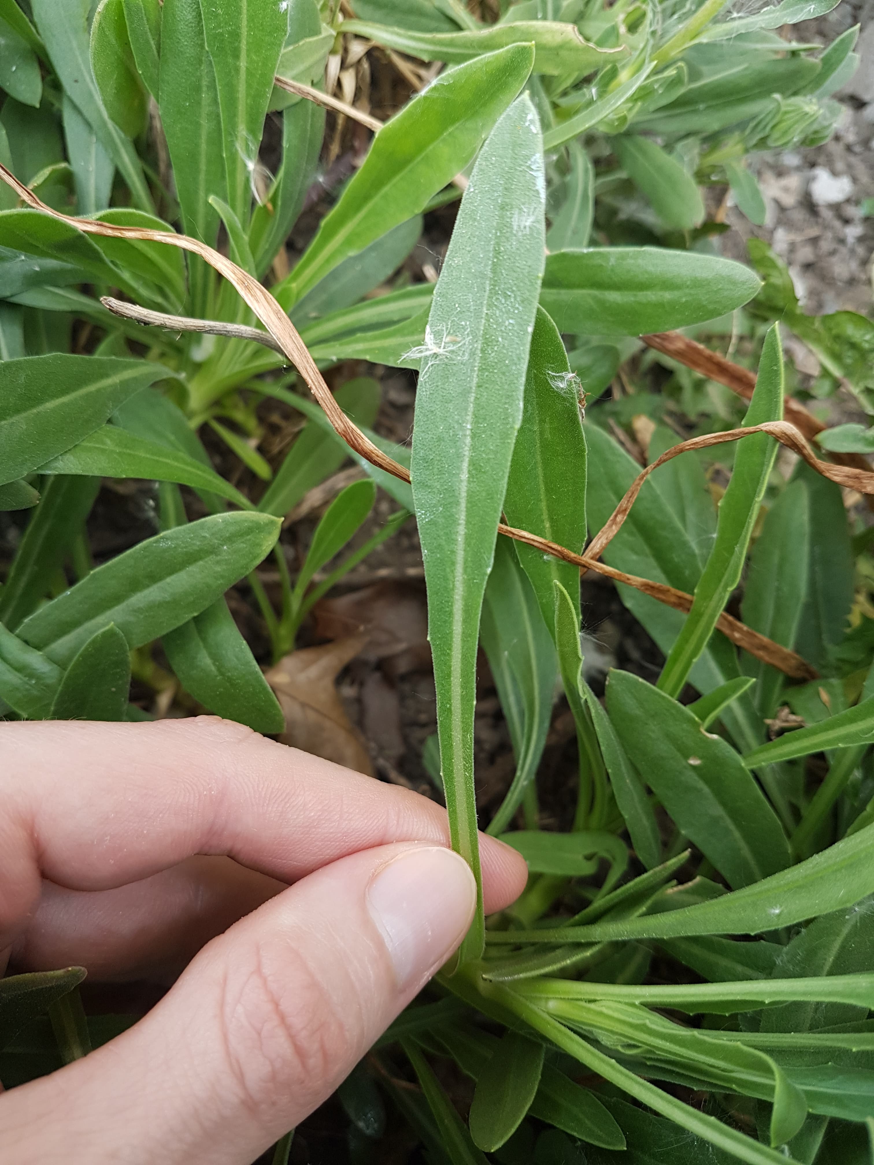 Annexe 94689308_1069011483500163_5825586326241542144_n.jpg