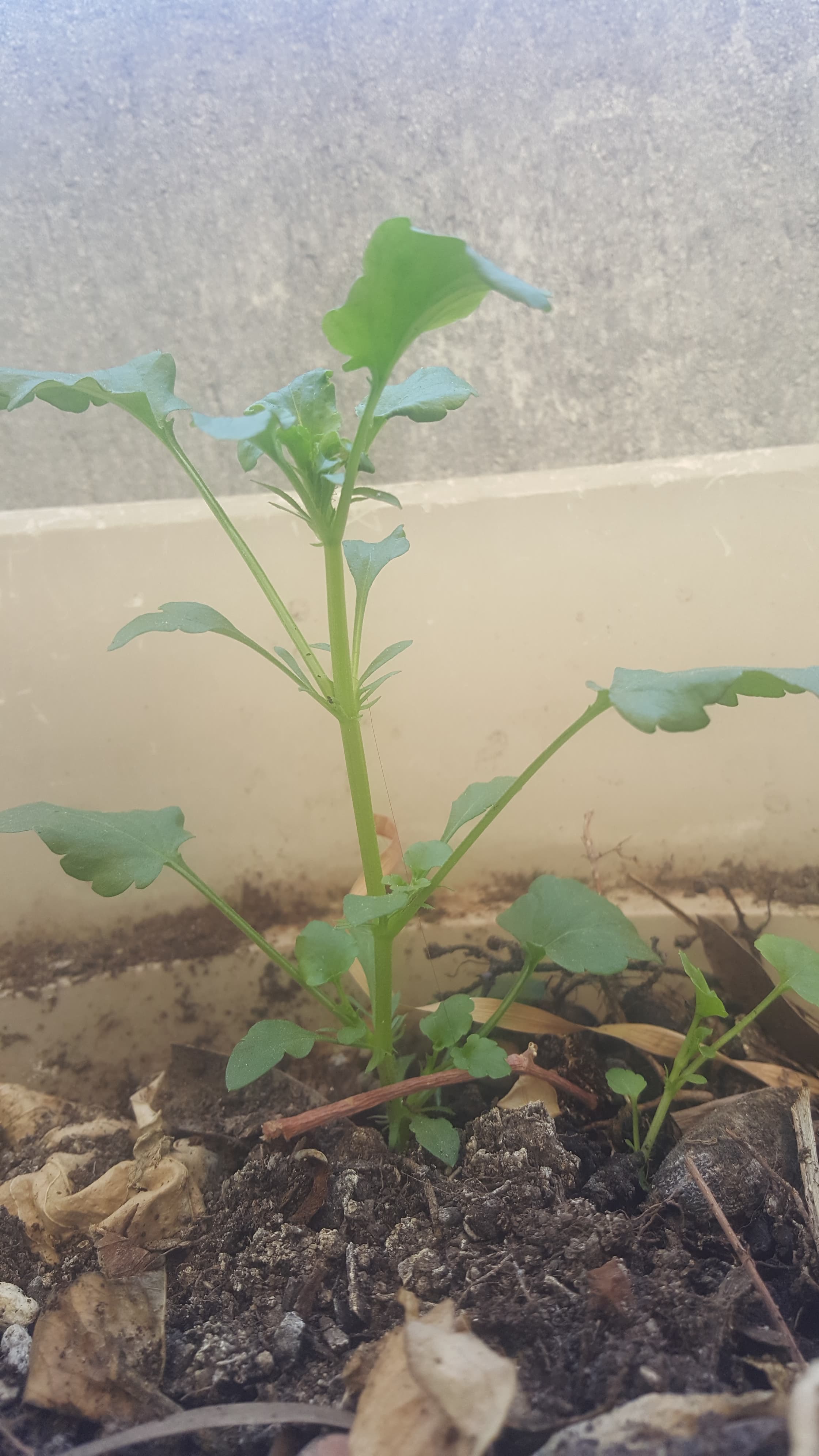 Annexe 94017813_1121556594871205_316686445748158464_n.jpg