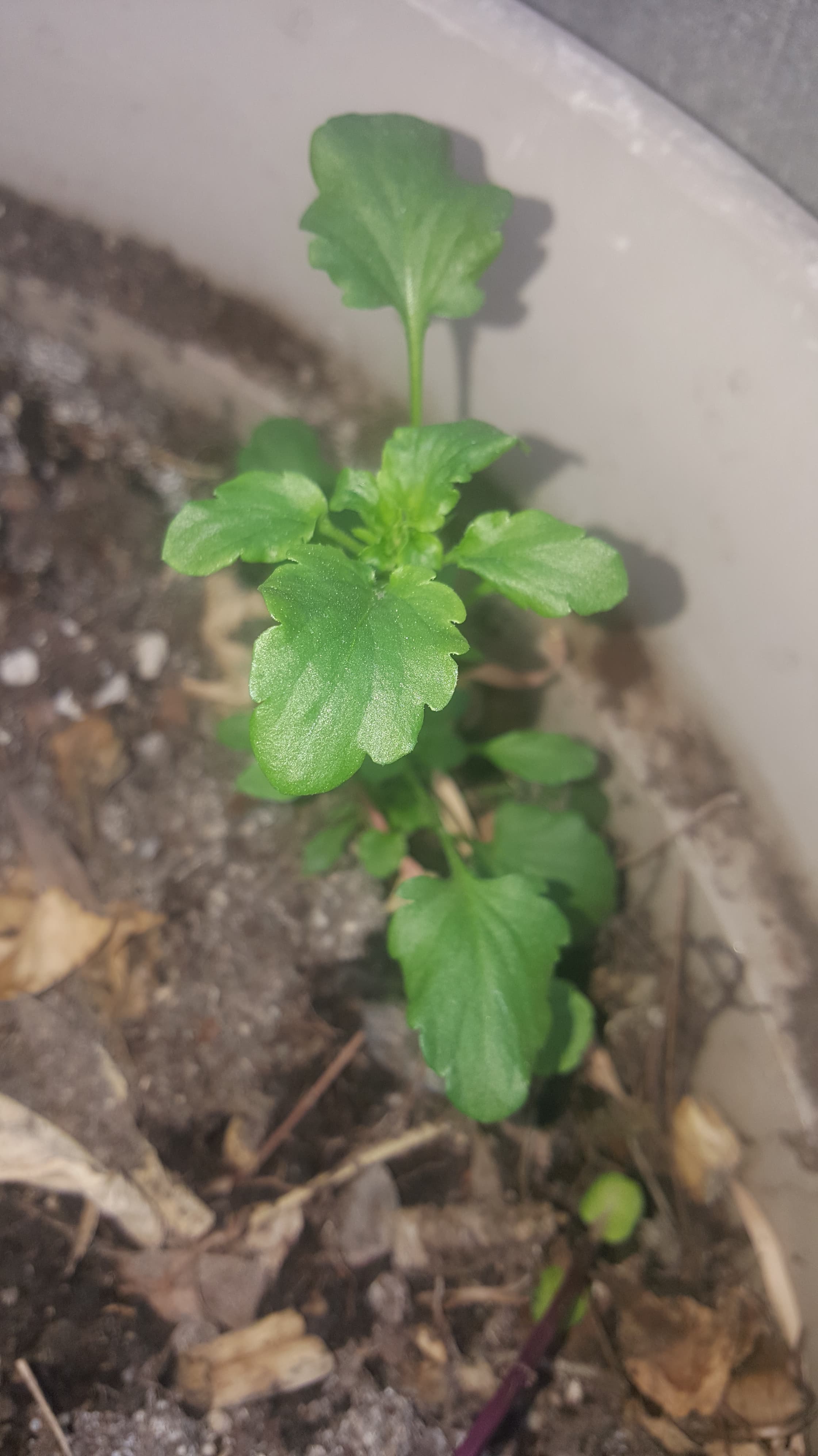 Annexe 94118003_651890048943133_45861854060216320_n.jpg