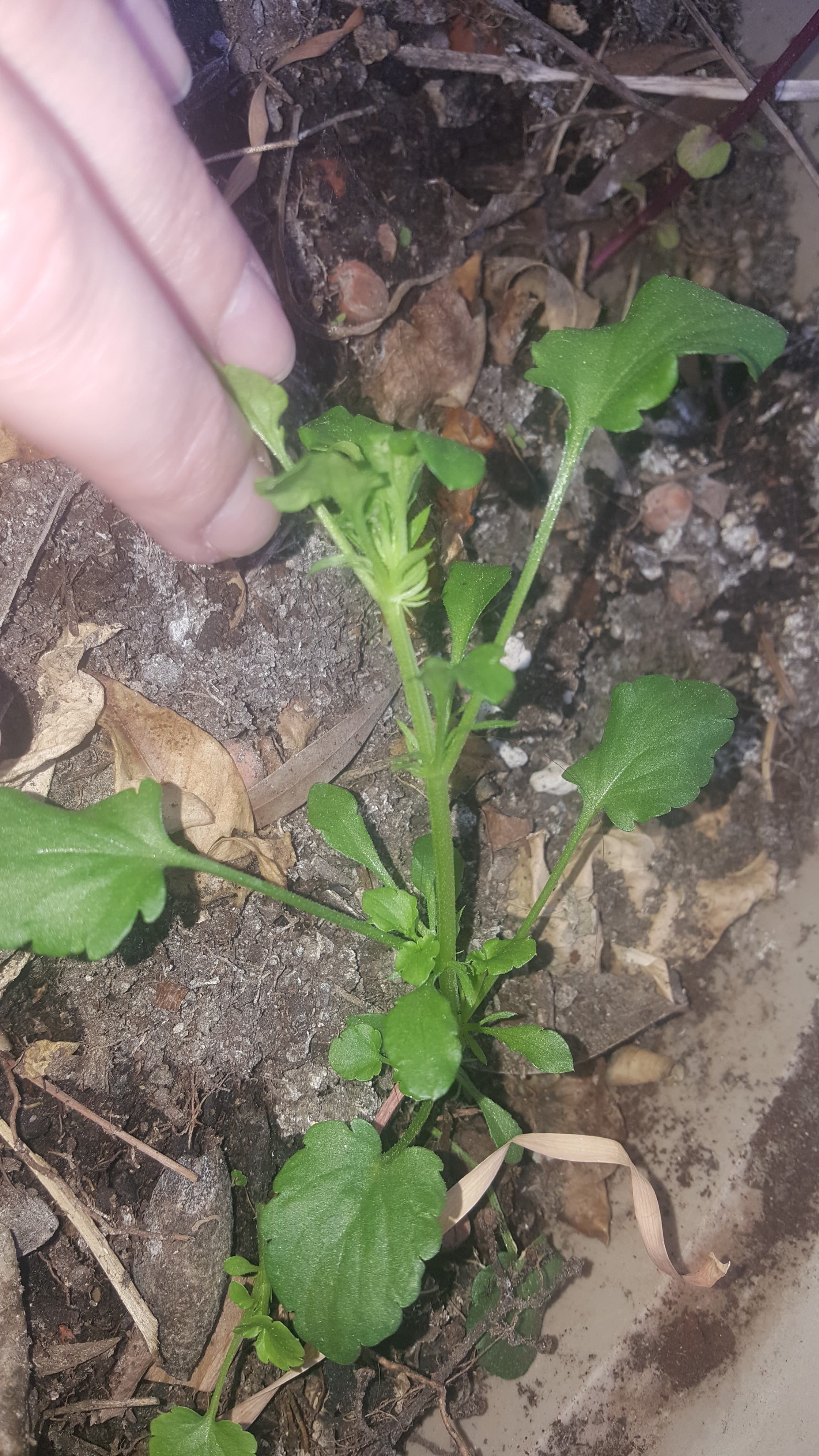 Annexe 94253370_1450199685159355_5721992342127247360_n.jpg