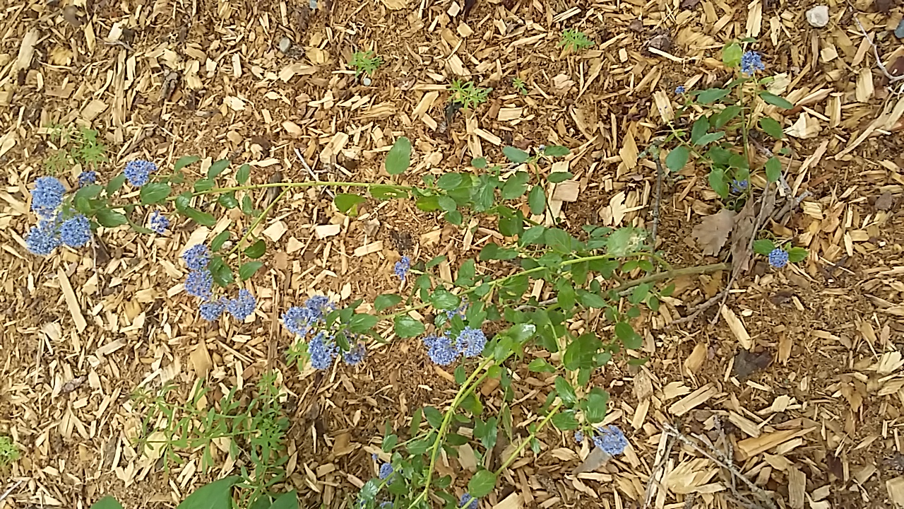 Annexe 20200423_144746[1].jpg