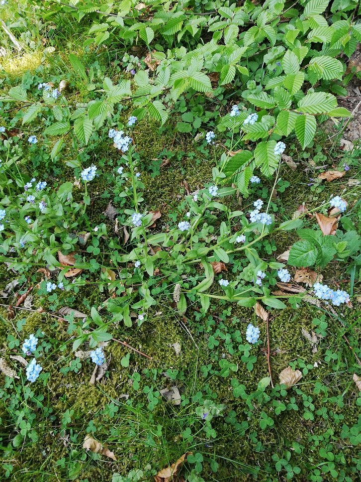 Annexe Ensemble myosotis.jpg