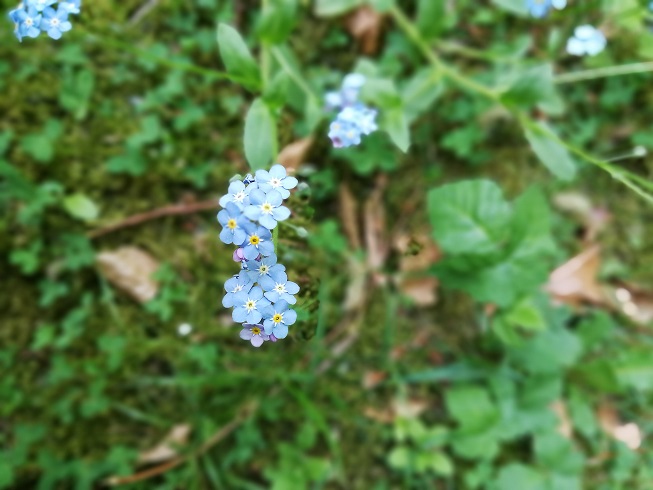 Annexe Inflorescence myosotis.jpg