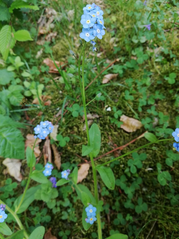 Annexe Tige myosotis.jpg