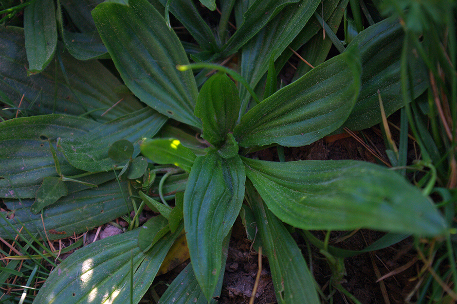 Annexe pied complet - vue de dessus.jpg