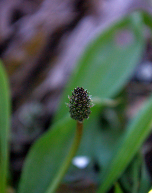 Annexe plantain lancéolé - bouton.jpg