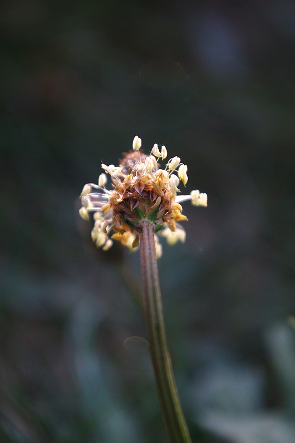 Annexe plantain lancéolé - efflorescence vue dessous.jpg