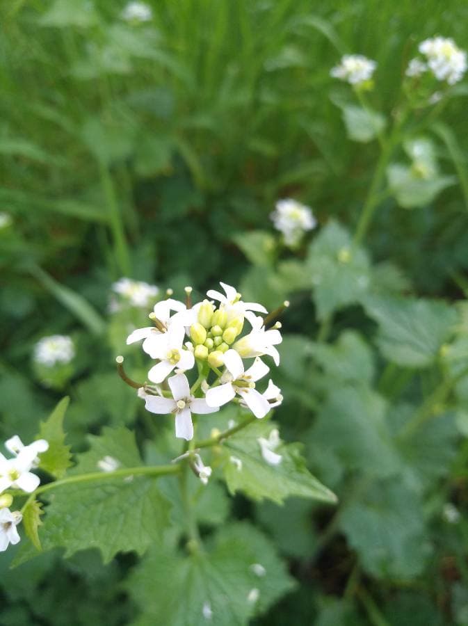 Annexe Alliaire officinale - Fleurs.jpg