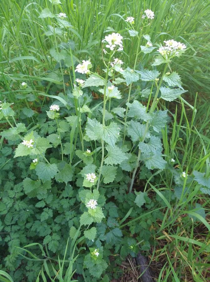 Annexe Alliaire officinale - Plante entière.jpg