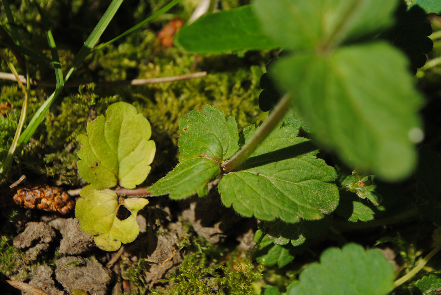 Annexe Feuilles à la base.JPG
