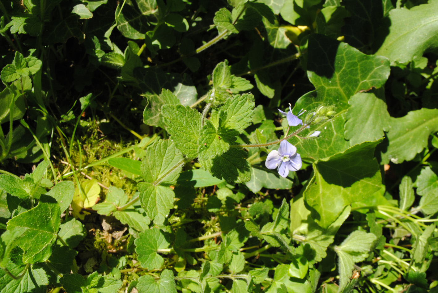 Annexe Vue globale.JPG