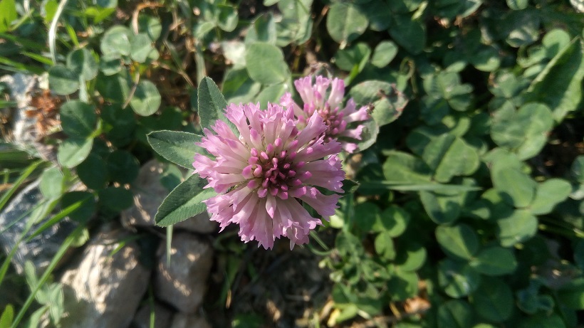 Annexe P_20200424_092323 (1).jpg