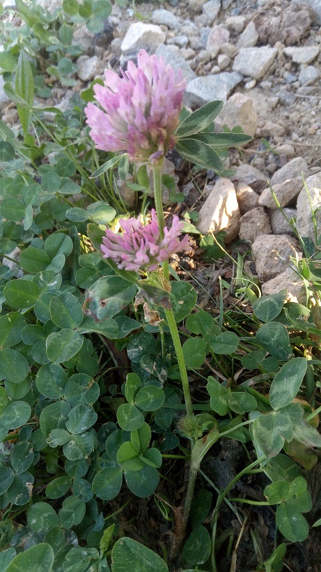 Annexe P_20200424_092547.jpg