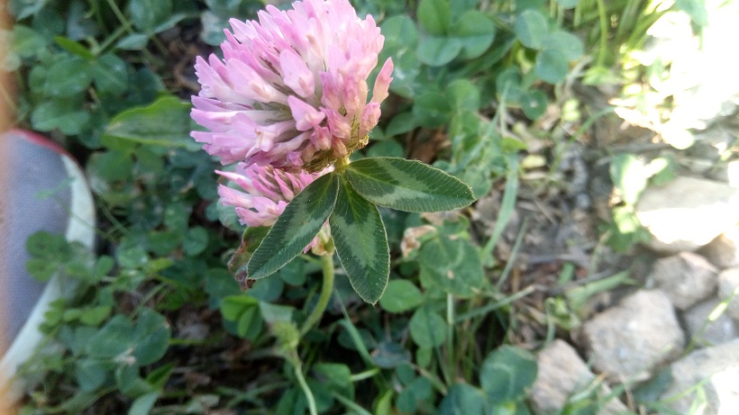 Annexe P_20200424_092857.jpg