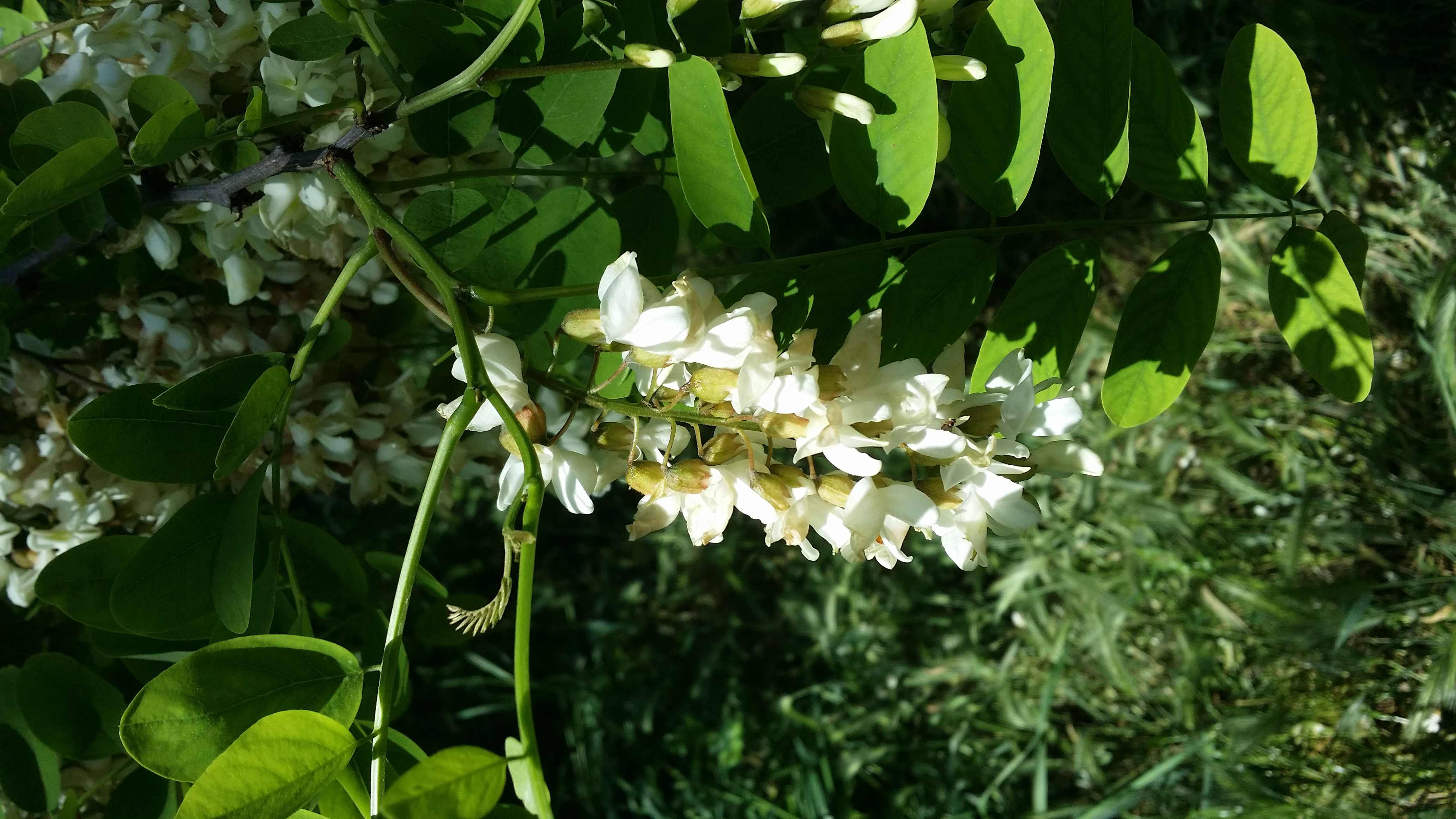 Annexe 20200423_145642.jpg