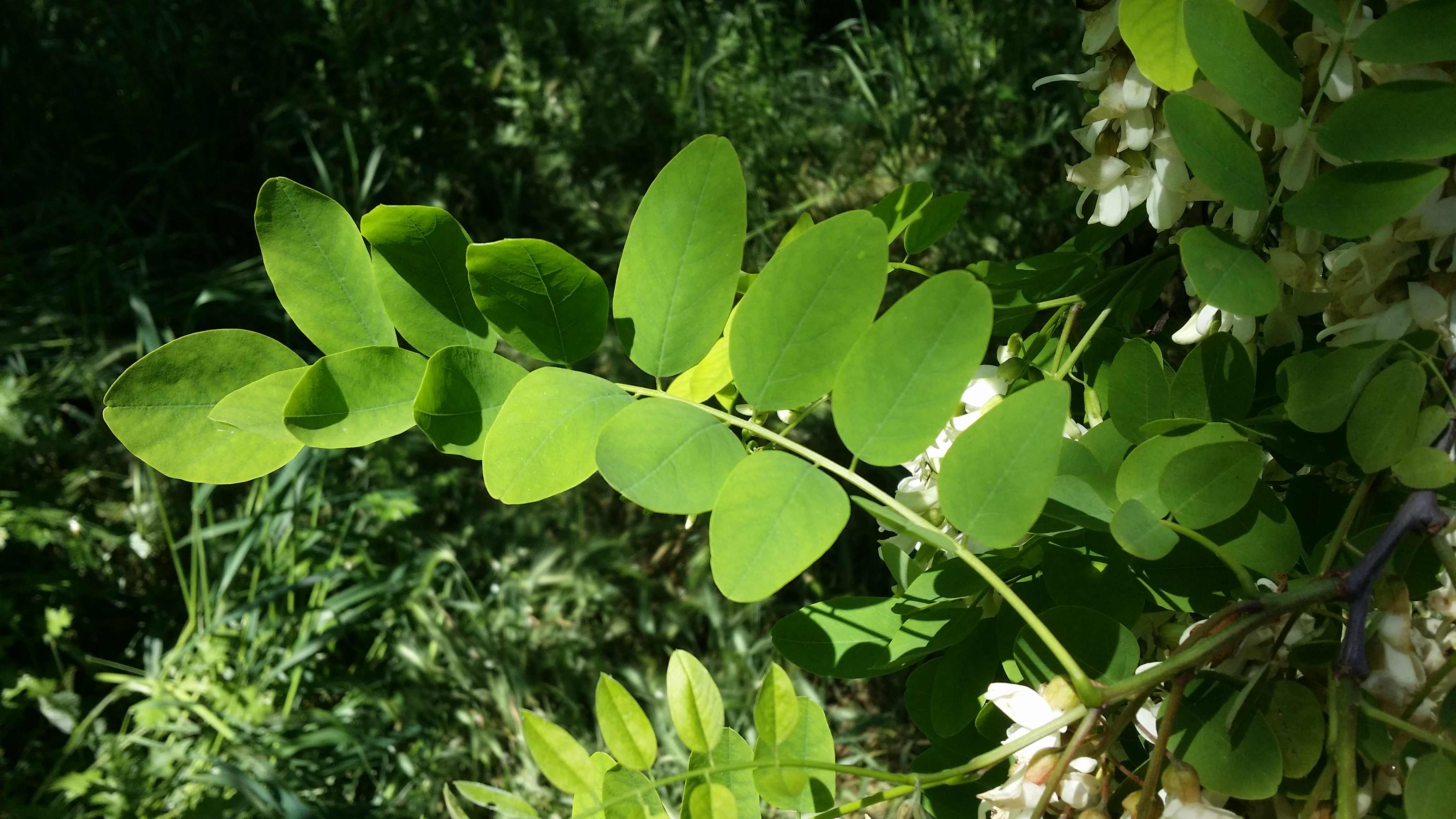 Annexe 20200423_145716.jpg