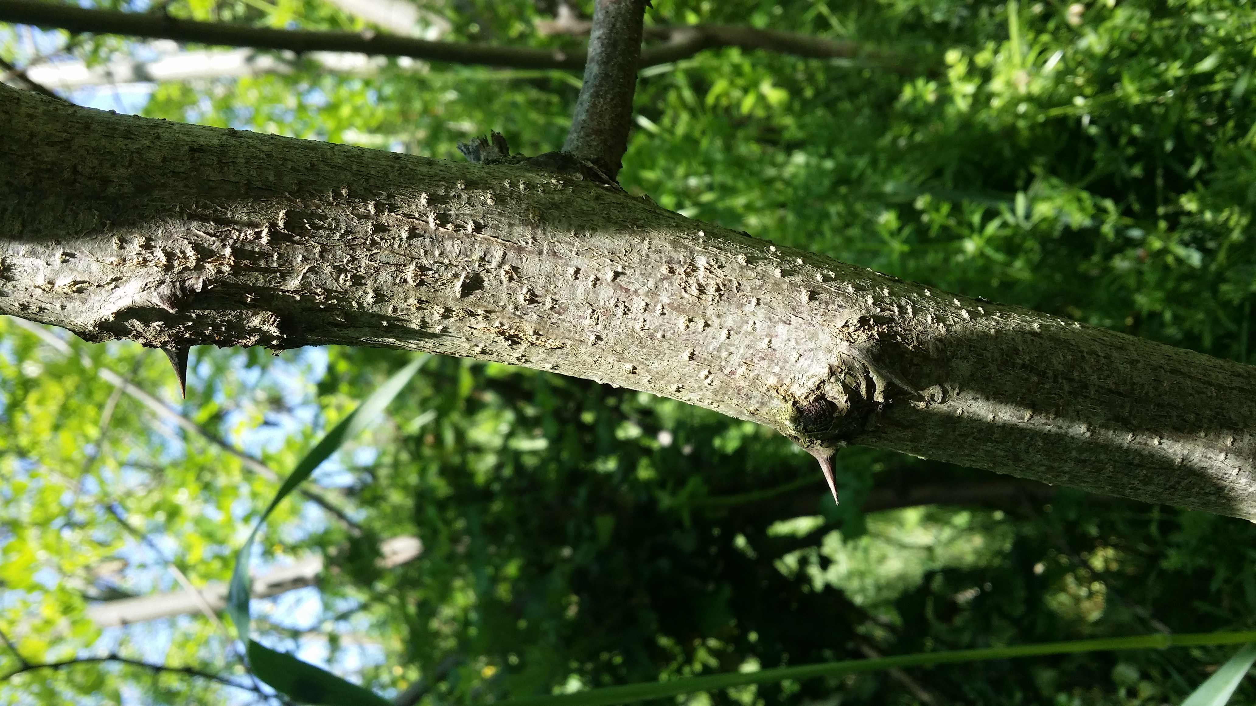 Annexe 20200423_145728.jpg