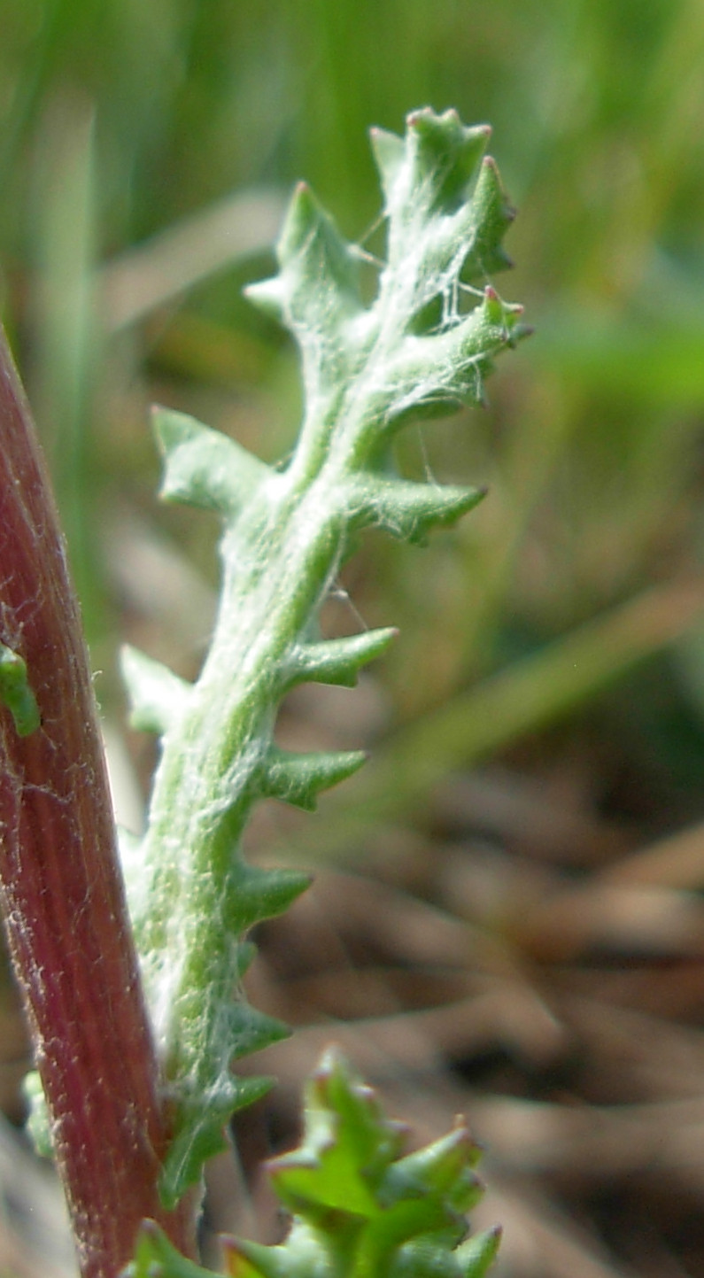 Annexe Feuille x.jpg