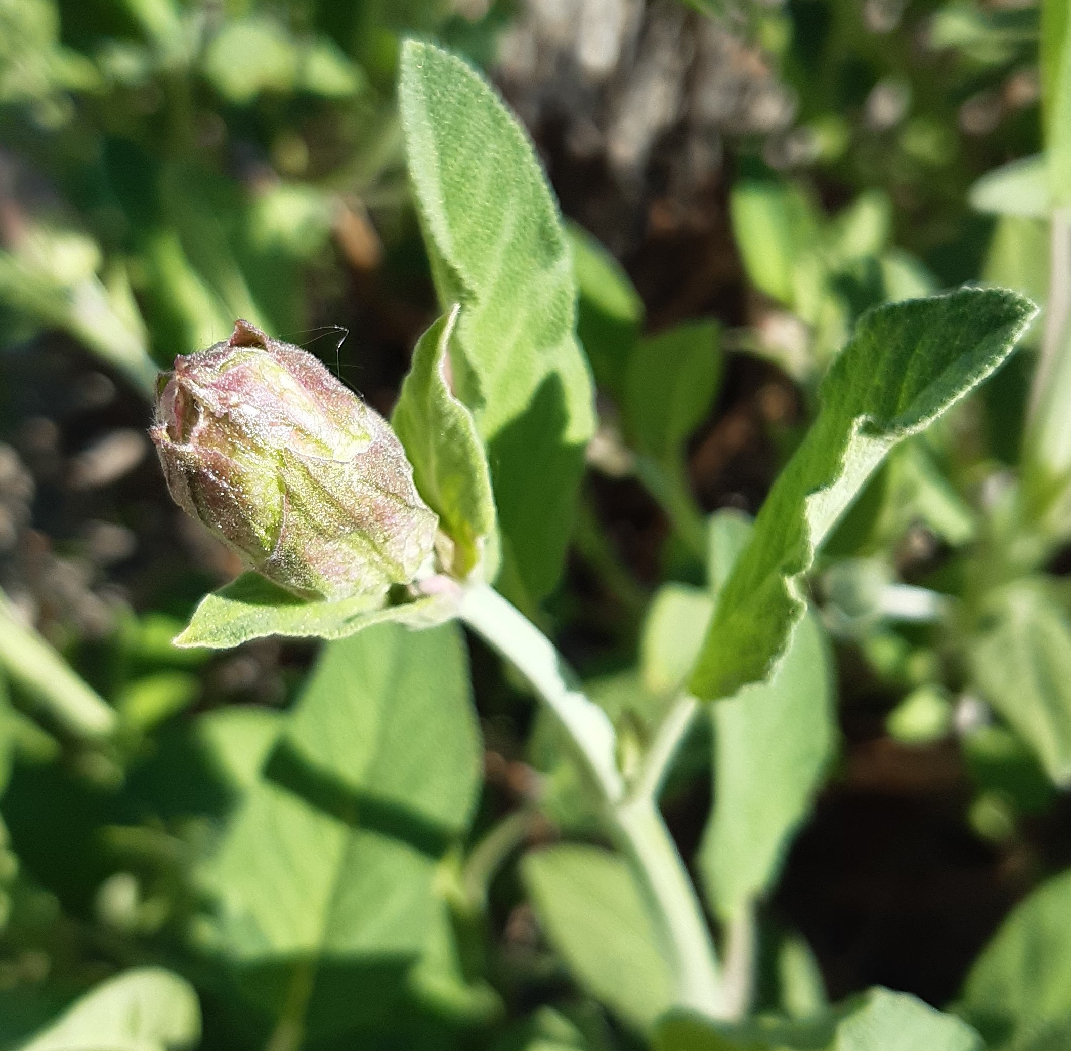 Annexe 20200422_162135zoom.jpg