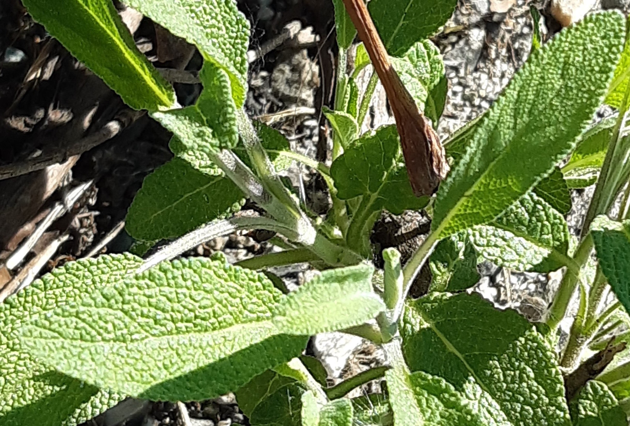 Annexe 20200422_162331zoom.jpg