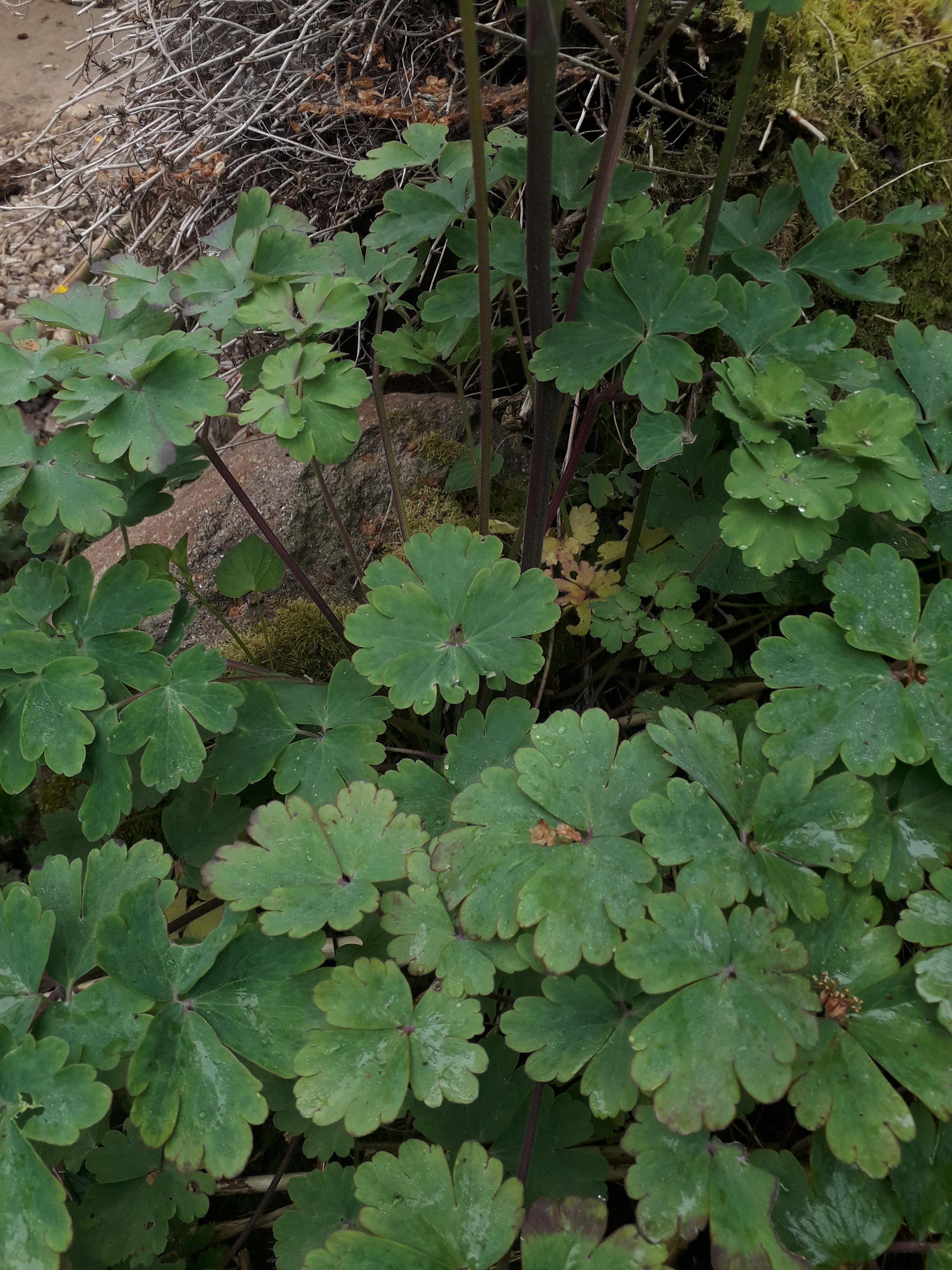 Annexe 20200424_112954-min.jpg