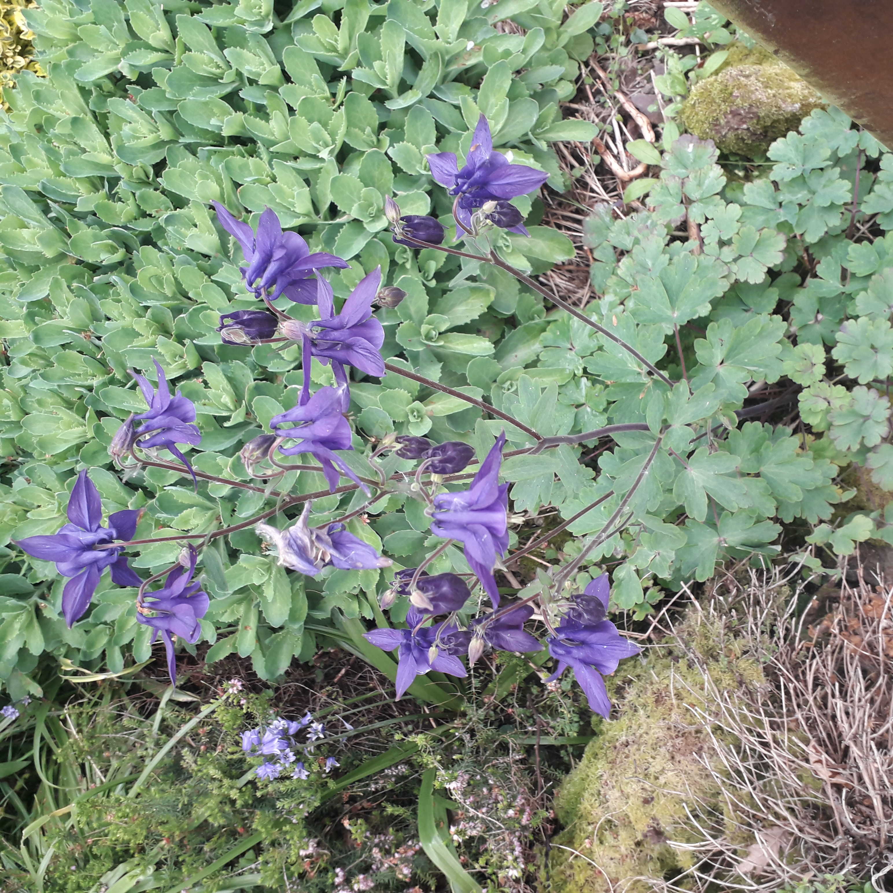 Annexe 20200424_125305_optimized.jpg