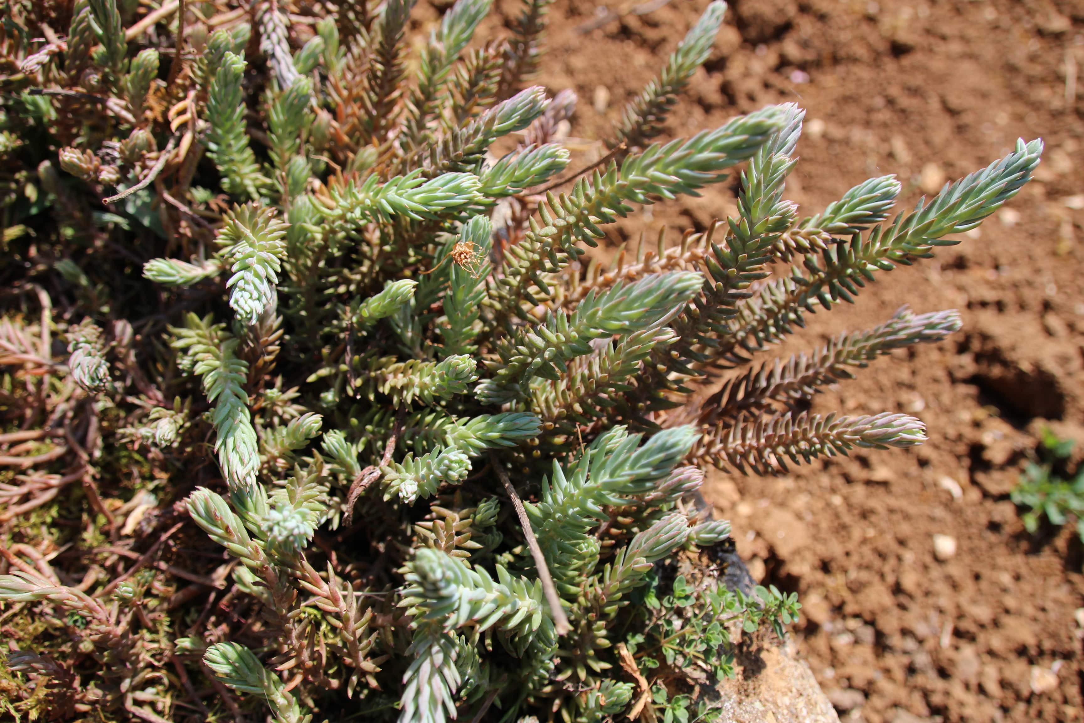 Annexe IMG_6133-min.JPG