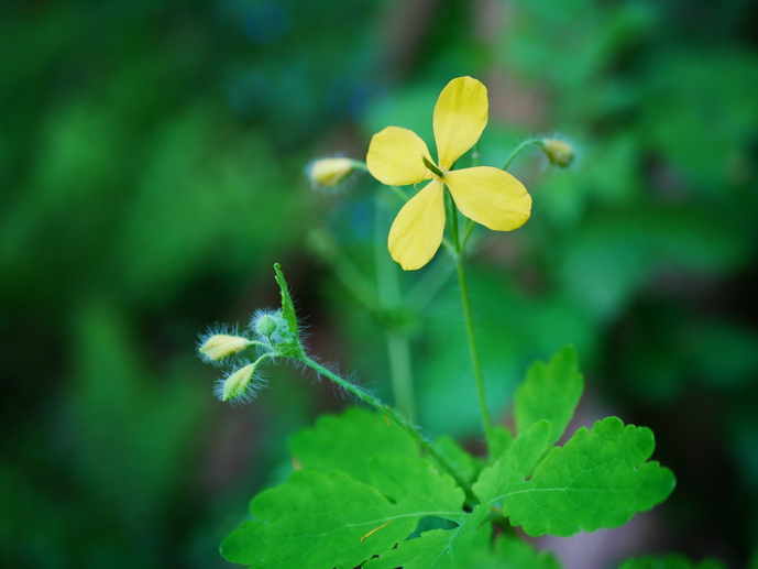 Annexe P1040779-ConvertImage.jpg