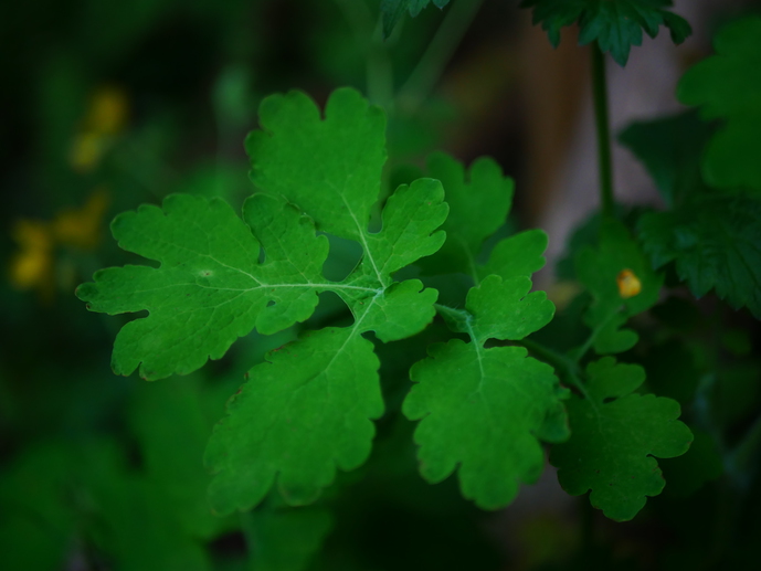 Annexe P1040784-ConvertImage.jpg