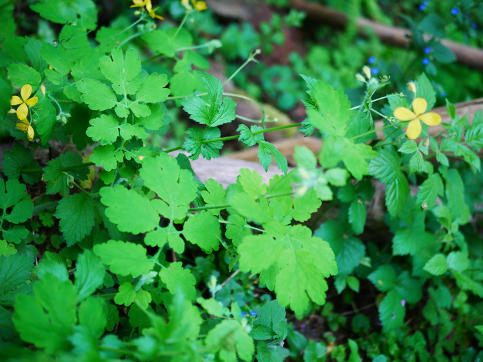 Annexe P1040788-ConvertImage.jpg