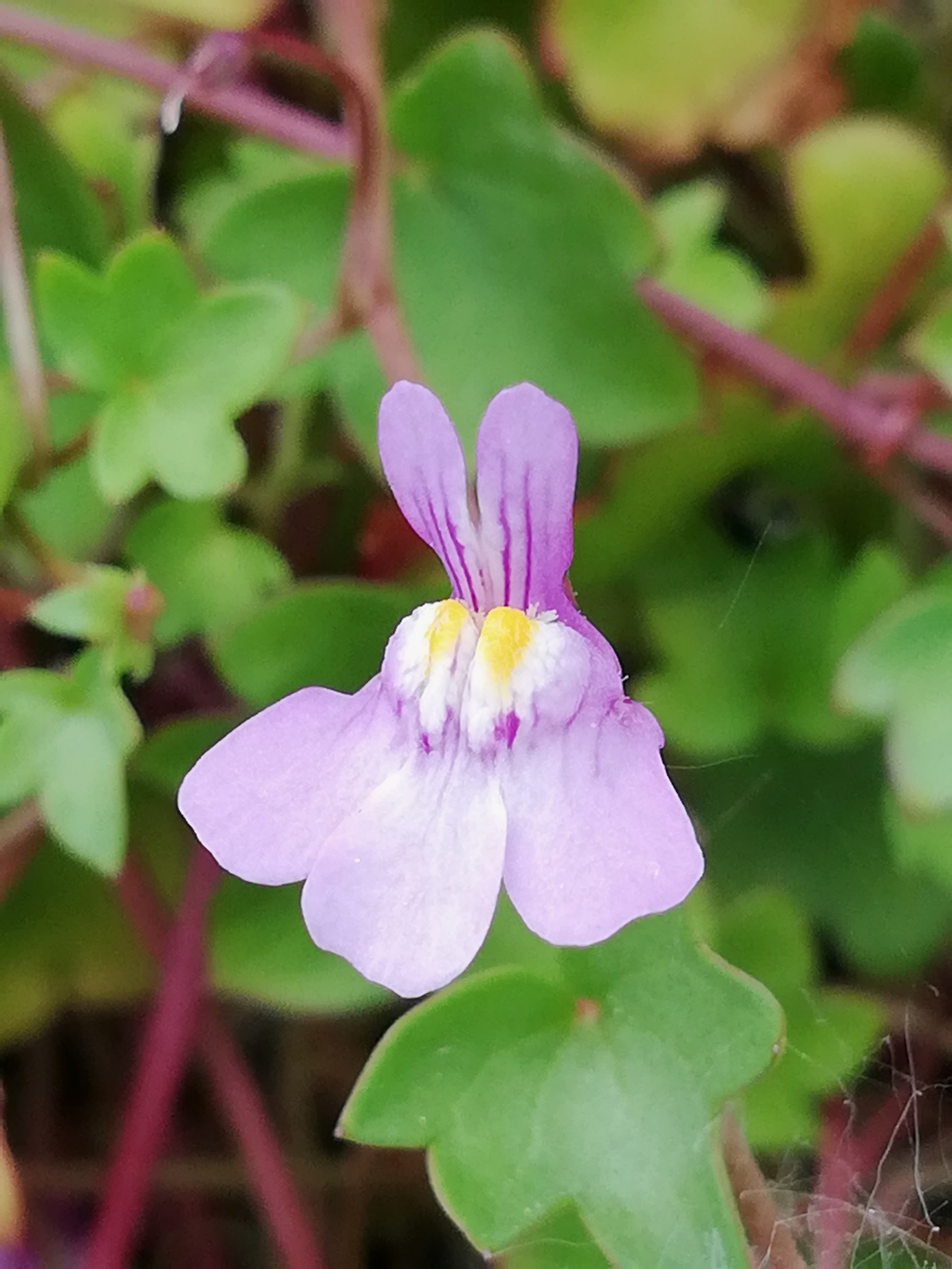 Annexe IMG_20200424_105428.jpg