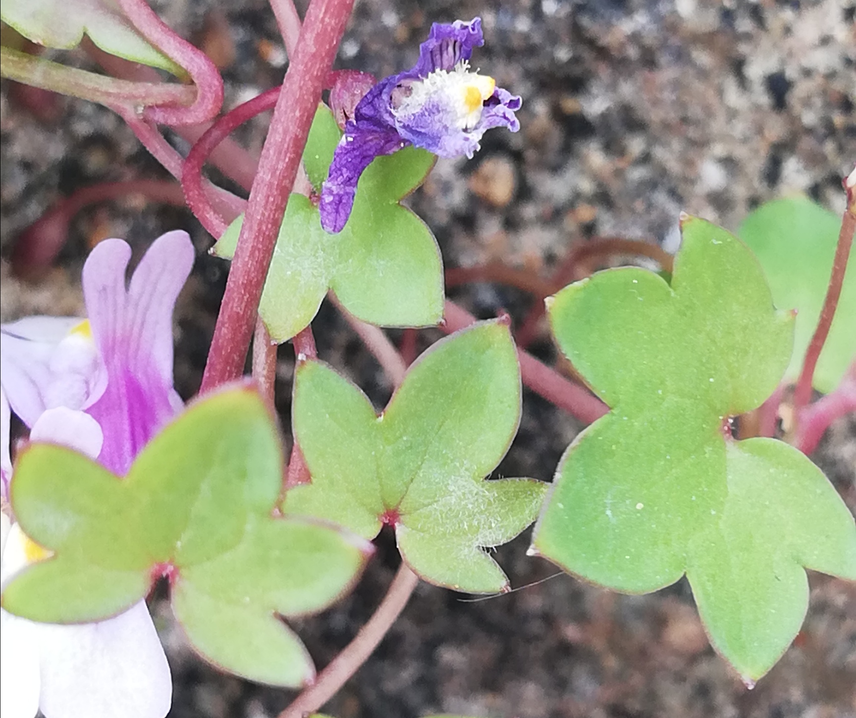 Annexe IMG_20200424_132046.jpg