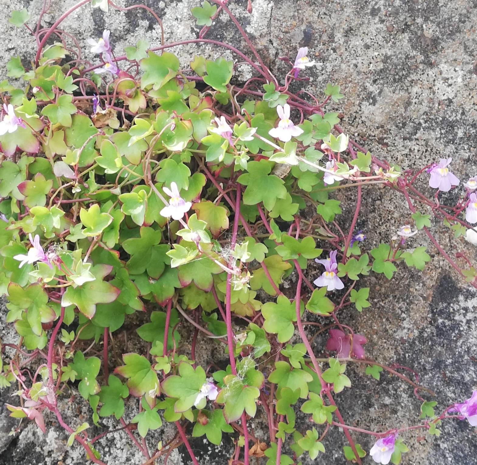 Annexe IMG_20200424_141626.jpg