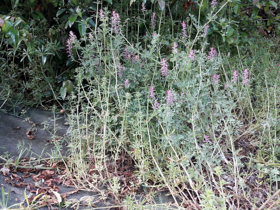 Annexe 20200422_165835.jpg