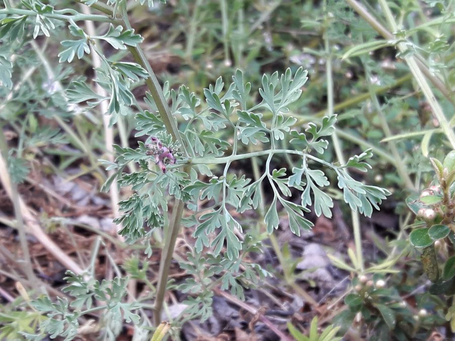 Annexe 20200422_170056.jpg