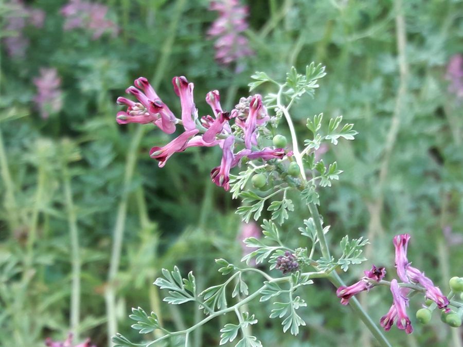 Annexe 20200422_170109.jpg