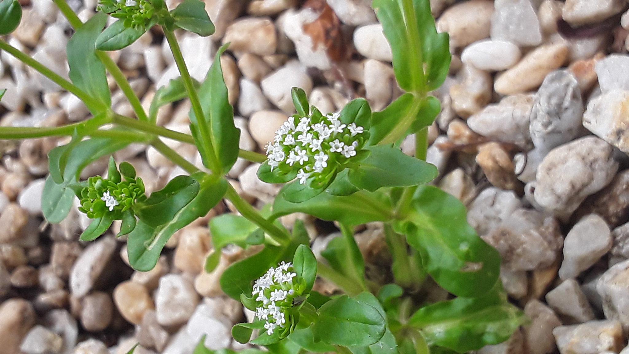 Annexe 20200424_142324.jpg