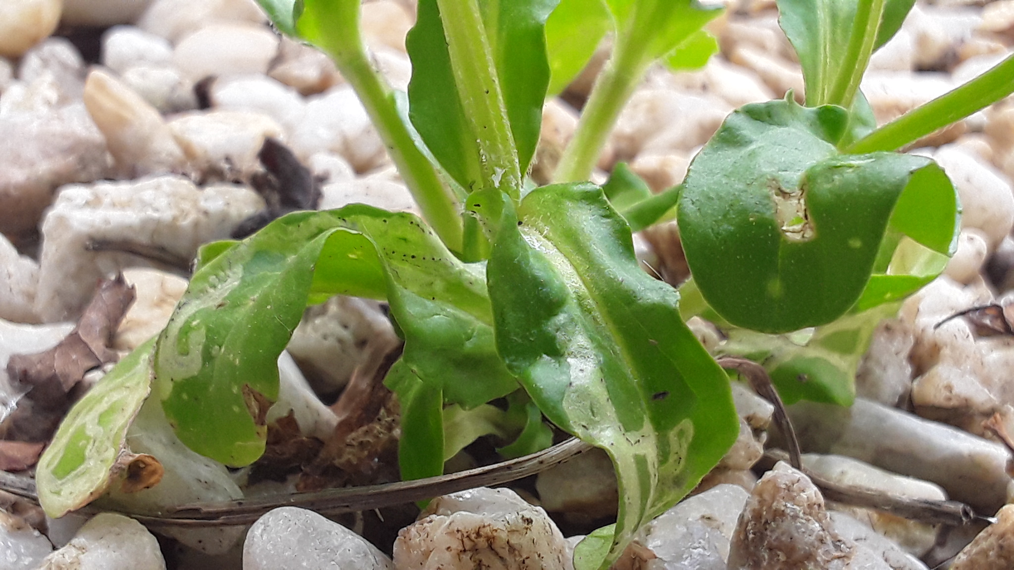 Annexe 20200424_142454.jpg