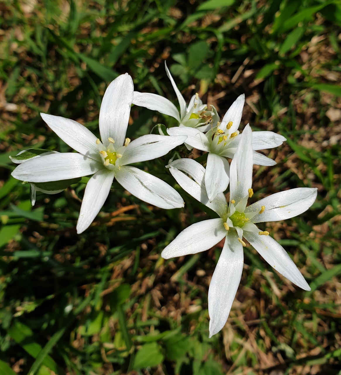 Annexe 20200424_152120.jpg